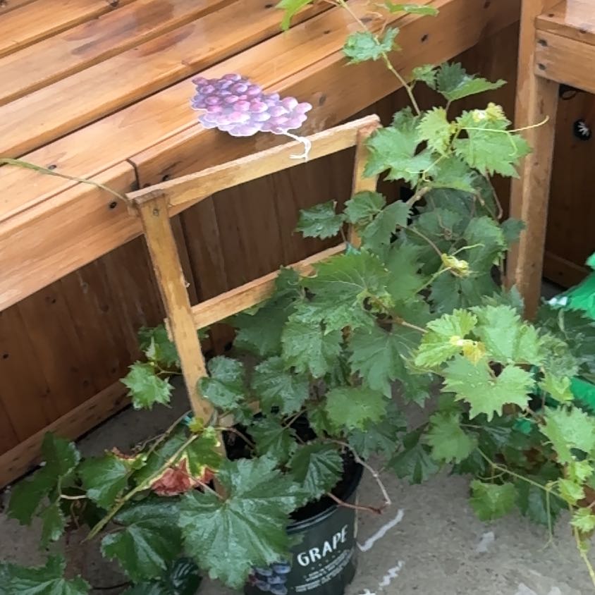 Photo of the plant species Muscadine Grape by @Imissmydeaddog named Baesil on Greg, the plant care app