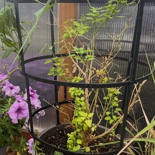 Photo of the plant species Chile Penguin by @Imissmydeaddog named Pax on Greg, the plant care app
