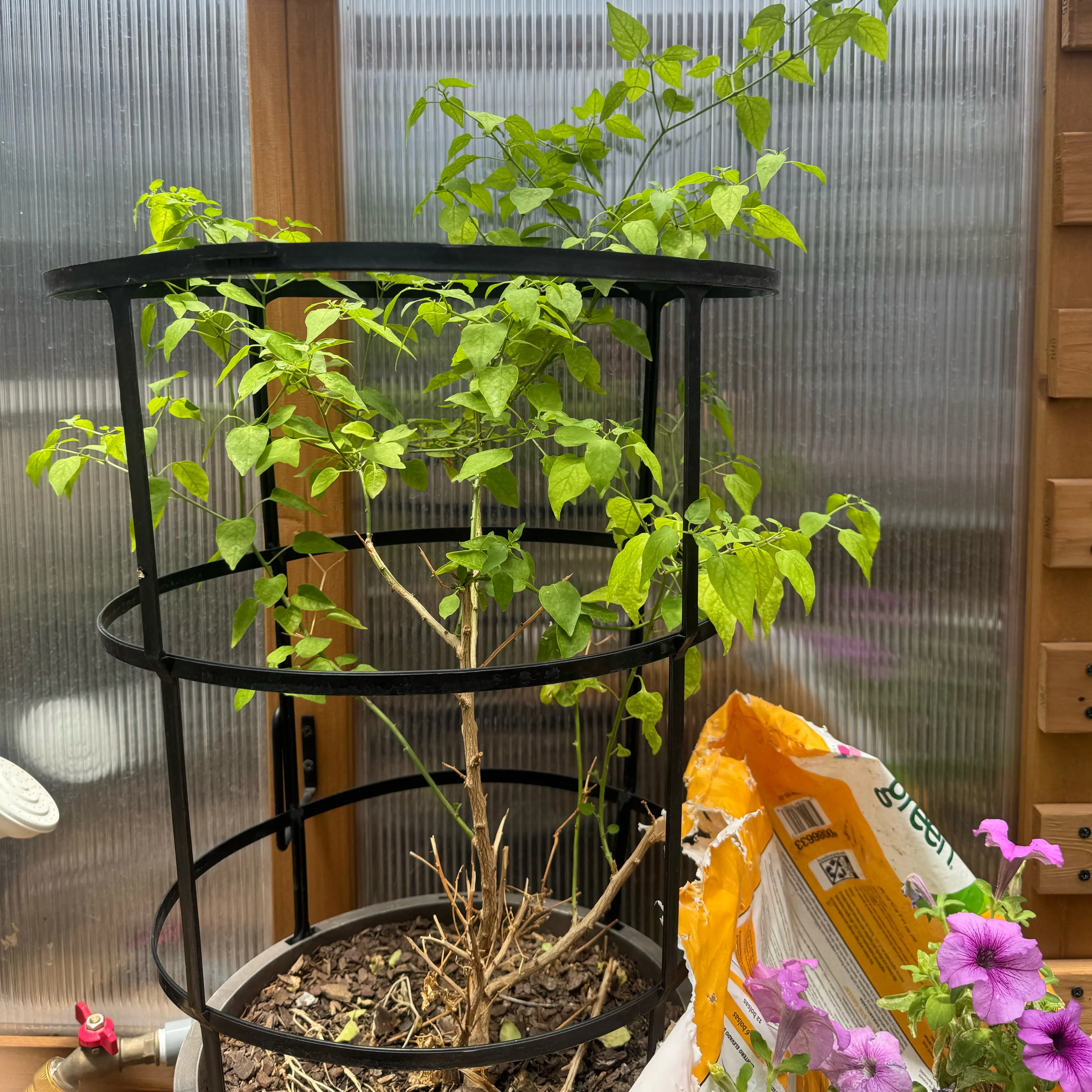 Photo of the plant species Chile Penguin by @Imissmydeaddog named Pax on Greg, the plant care app