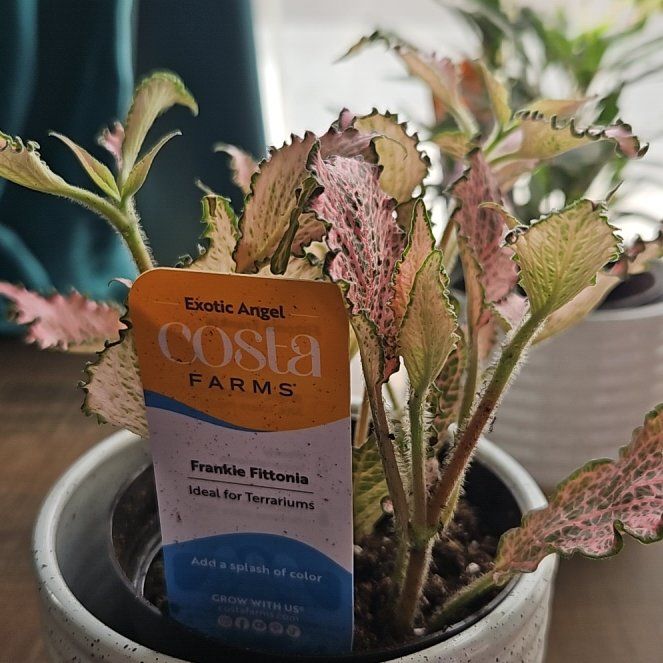 Photo of the plant species Frankie Fittonia by @SirAlbo11 named Bella on Greg, the plant care app