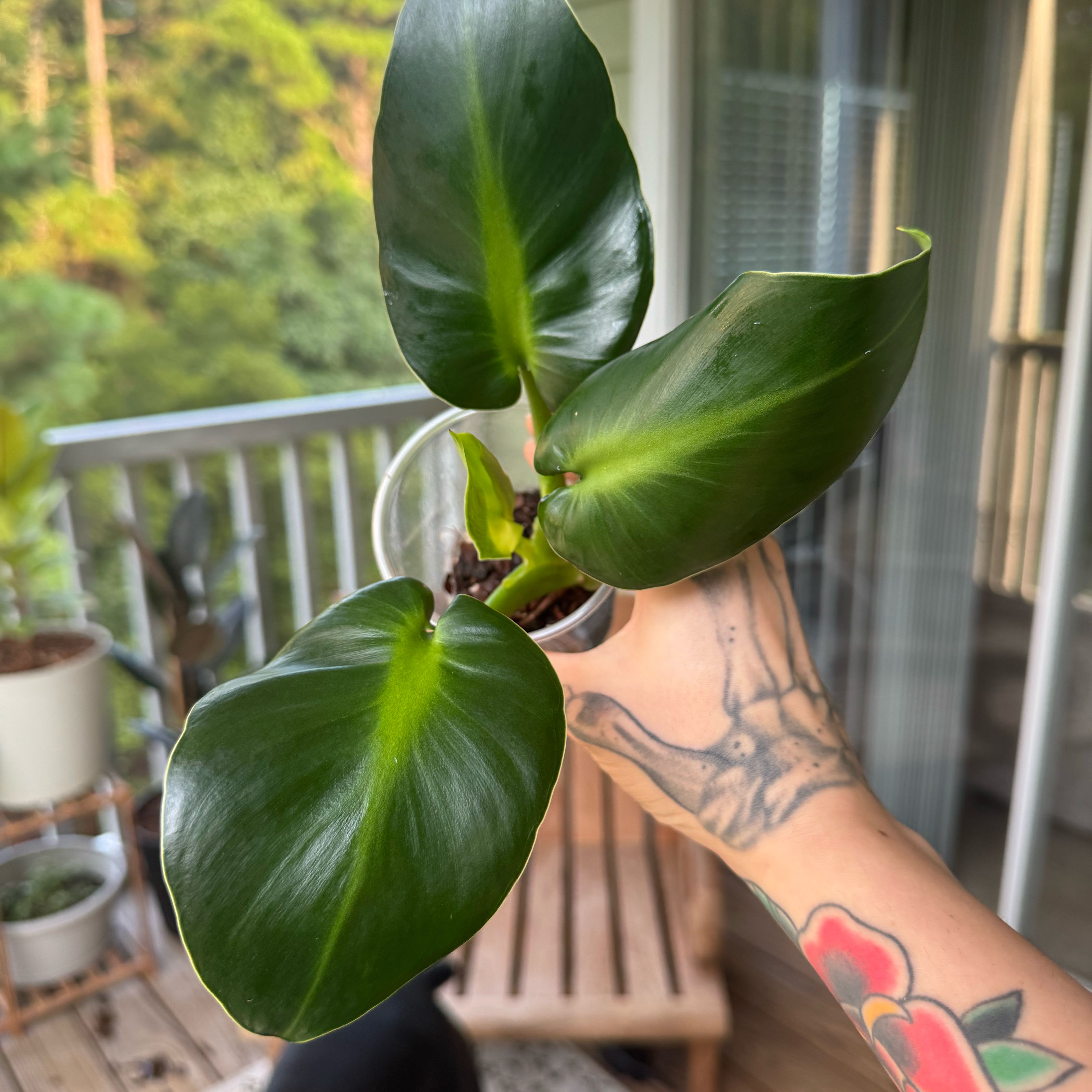 Photo of the plant species Pigskin Philodendron by @PremiumWhitefir named Curly on Greg, the plant care app