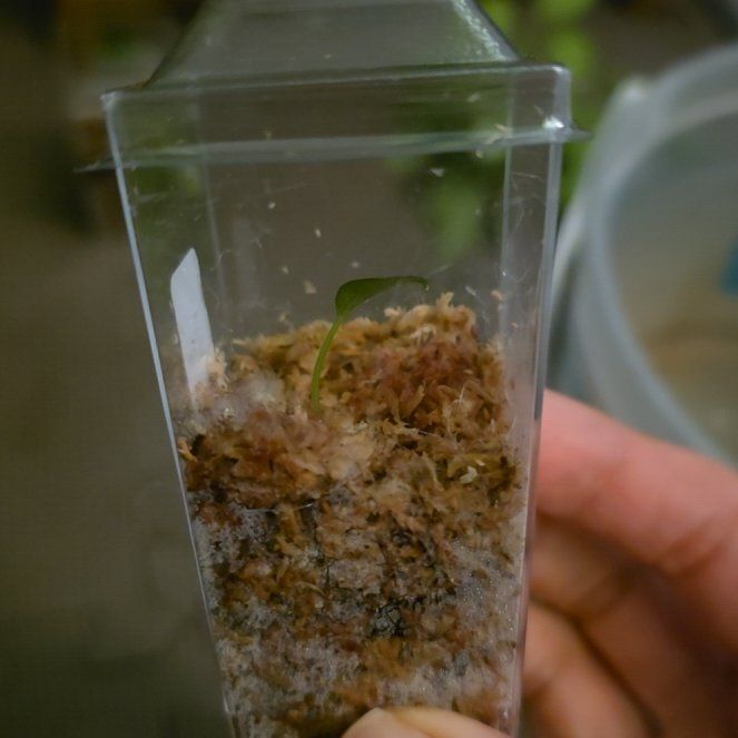 Photo of the plant species Anthurium by @PremiumWhitefir named Mr.WorldWide - RL Self on Greg, the plant care app