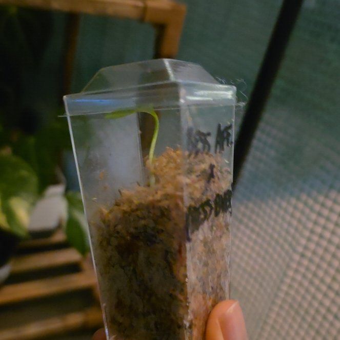 Photo of the plant species Anthurium by @PremiumWhitefir named besito on Greg, the plant care app