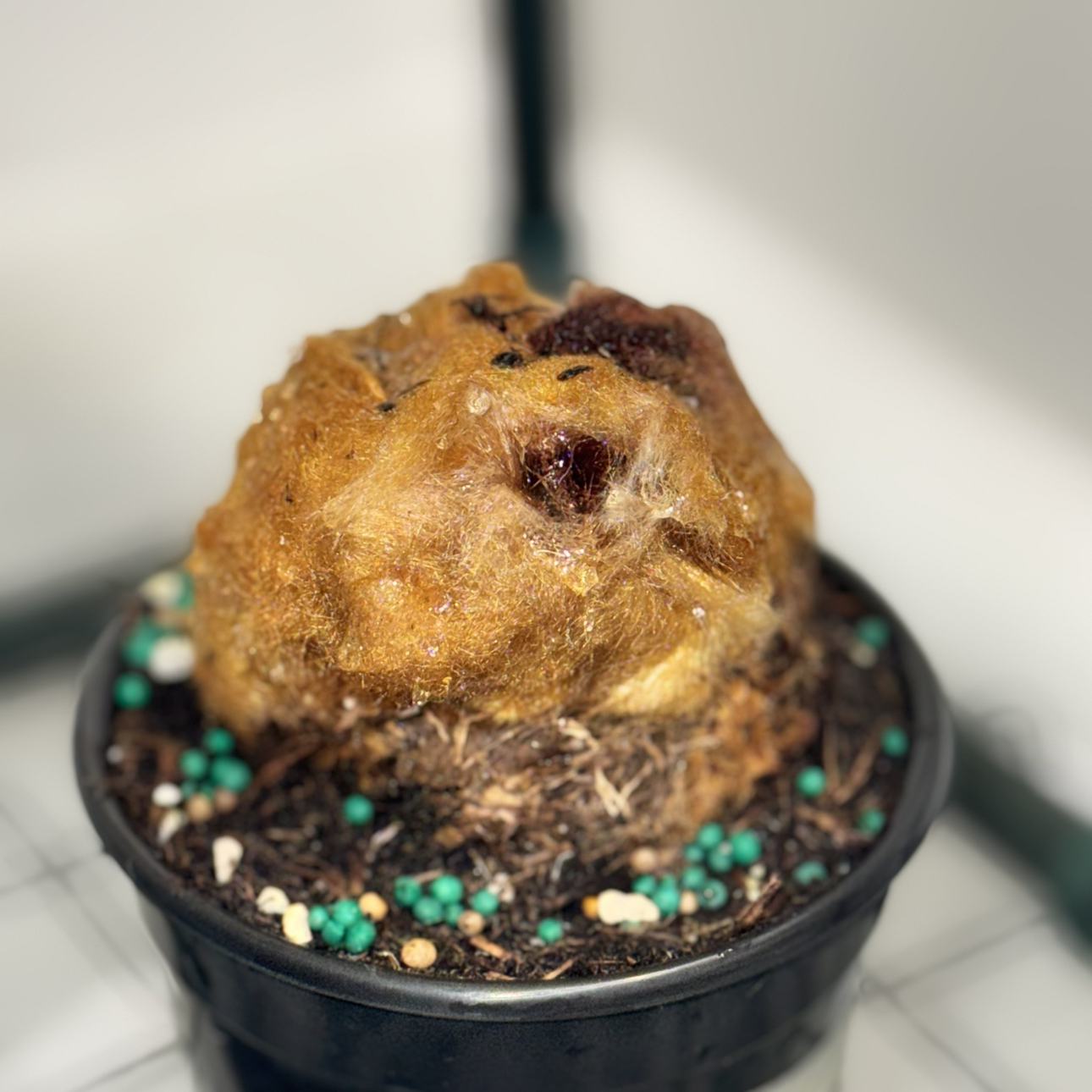 Photo of the plant species Scythian-Lamb by @PremiumWhitefir named nugg on Greg, the plant care app