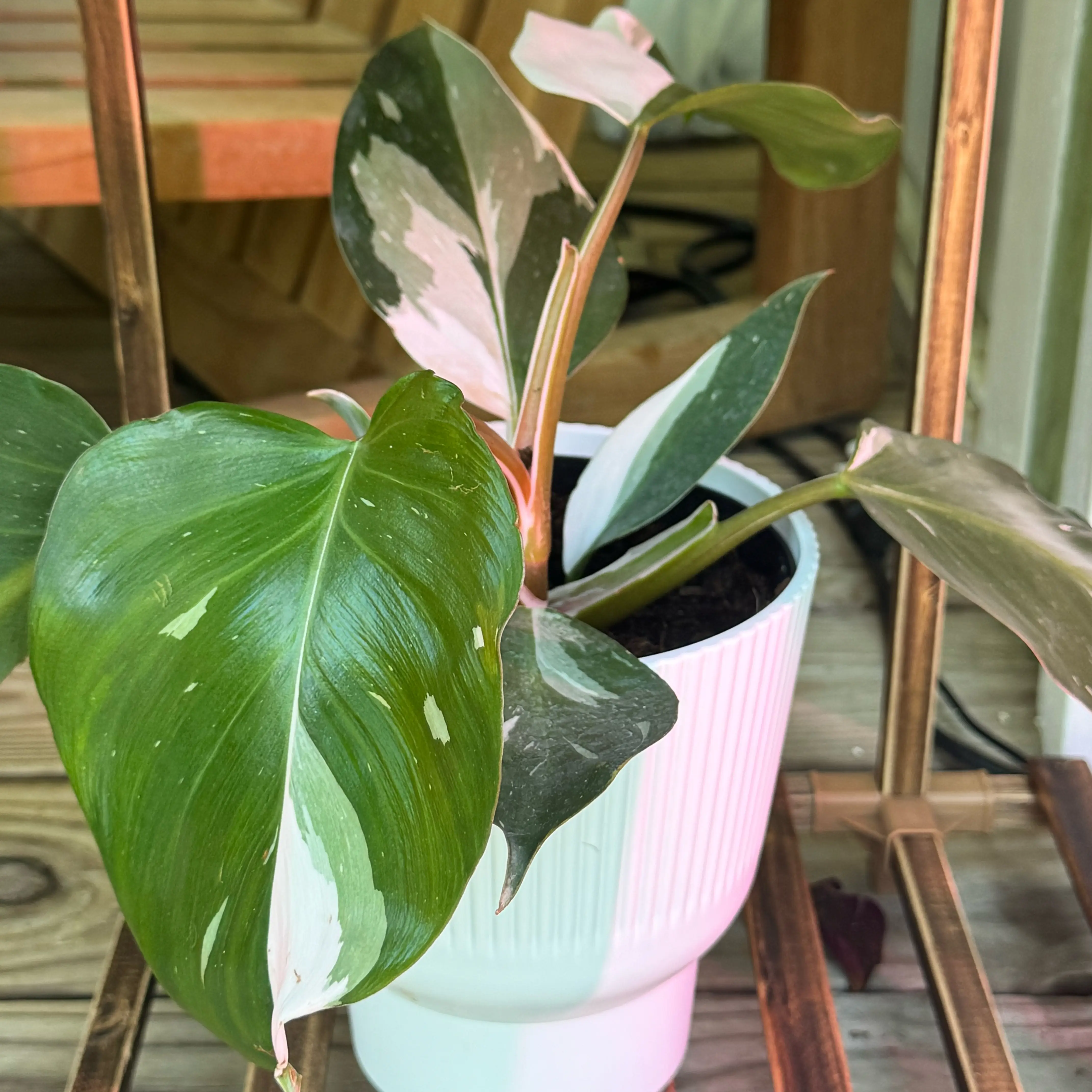 Photo of the plant species White Wizard by @PremiumWhitefir named Draco Malfoy on Greg, the plant care app