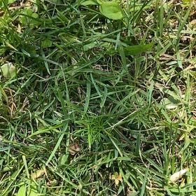 Photo of the plant species Kikuyugrass by @RousingGreen51 named Gomez on Greg, the plant care app