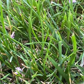 Photo of the plant species Smooth Meadowgrass by @RousingGreen51 named Orlando Bloom on Greg, the plant care app