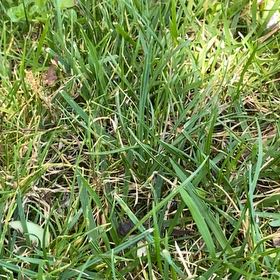 Photo of the plant species Kikuyugrass by @RousingGreen51 named ChloroPhil on Greg, the plant care app