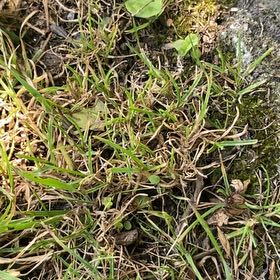 Photo of the plant species Poa Annua by @RousingGreen51 named Fernie Mercury on Greg, the plant care app