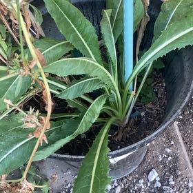 Photo of the plant species Oil Lettuce by @RousingGreen51 named Aria on Greg, the plant care app