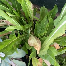 Photo of the plant species Rumex Crispus by @RousingGreen51 named Maya on Greg, the plant care app