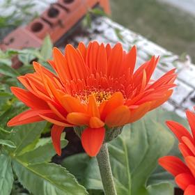 Photo of the plant species Mexican Sunflower by @DeftPlanty62 named Daphne on Greg, the plant care app