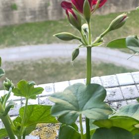 Photo of the plant species Ivy Geranium by @DeftPlanty62 named Mochi on Greg, the plant care app