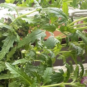 Photo of the plant species Verbena canadensis by @DeftPlanty62 named Oscar on Greg, the plant care app