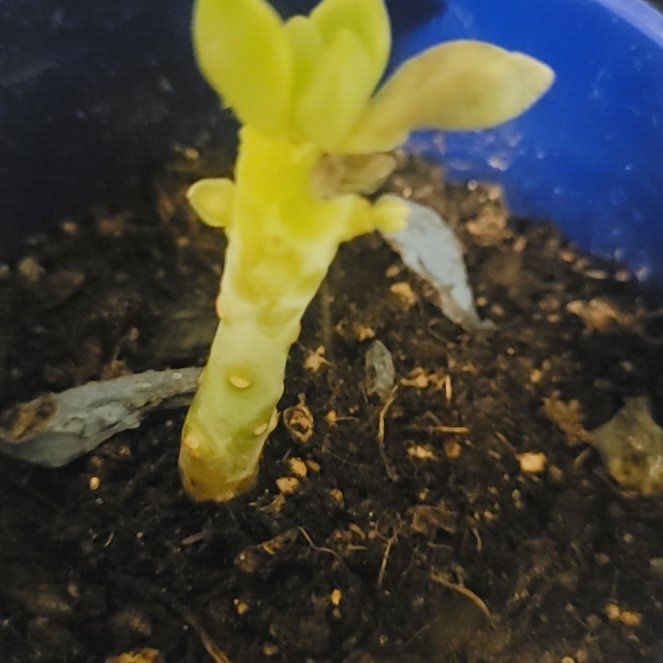 Photo of the plant species Graptopetalum 'Ghosty' by @HotPuriri73 named Sproutacus on Greg, the plant care app