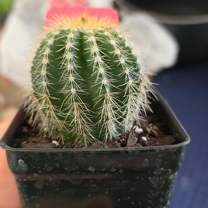 Photo of the plant species Claviceps parodia by @zhadum5000 named Tolkien on Greg, the plant care app