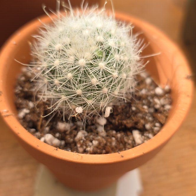 Photo of the plant species Mammillaria senilis by @zhadum5000 named Sahara on Greg, the plant care app