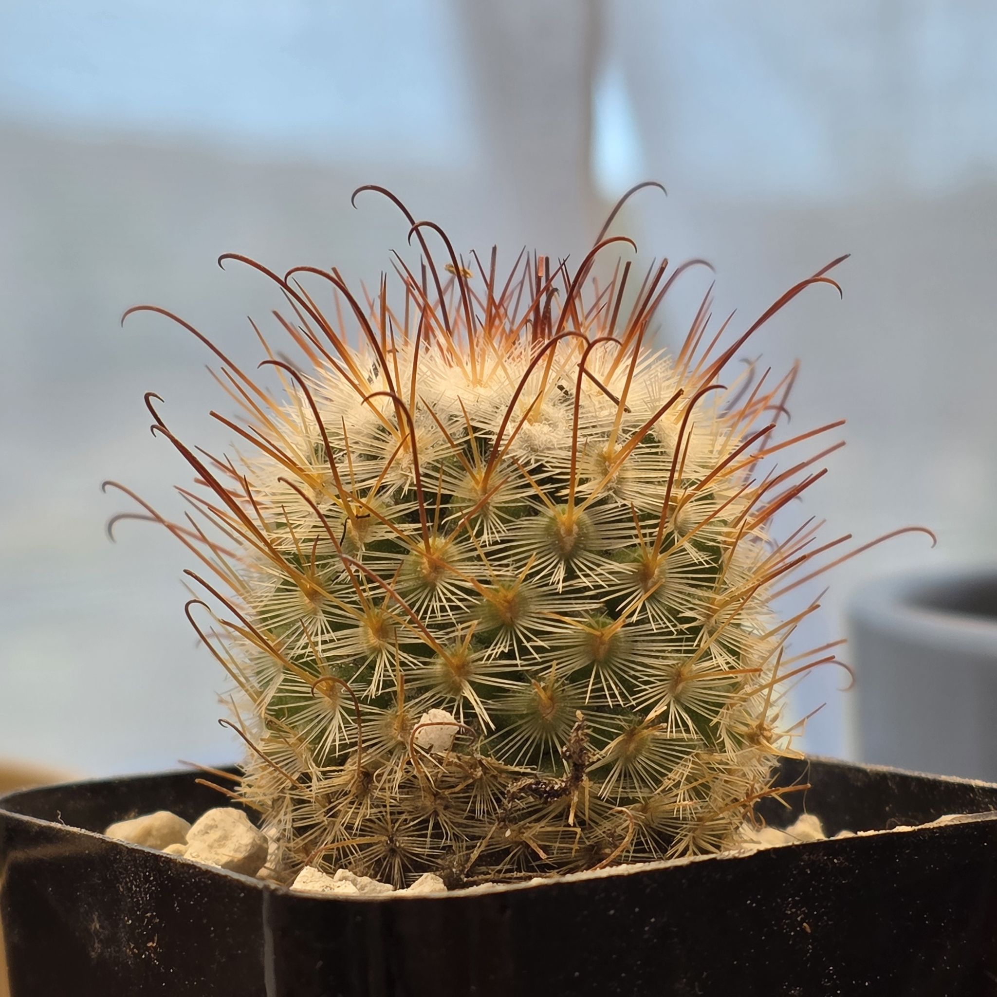 Photo of the plant species Fish Hook Cactus by @zhadum5000 named Mollie on Greg, the plant care app