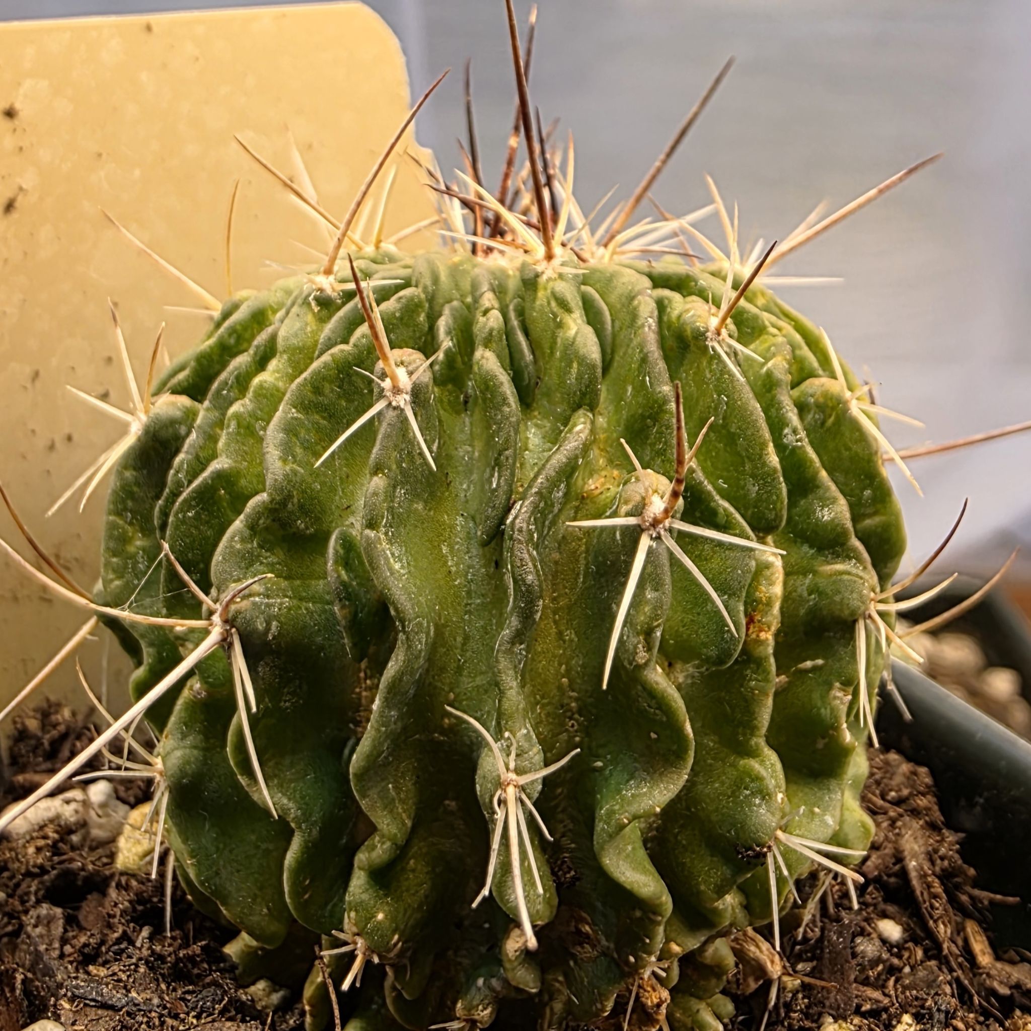 Photo of the plant species Brain Cactus by @zhadum5000 named Stella on Greg, the plant care app