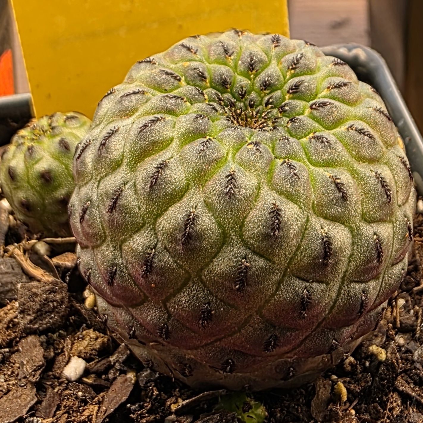 Photo of the plant species Sulcorebutia by @zhadum5000 named Eva on Greg, the plant care app