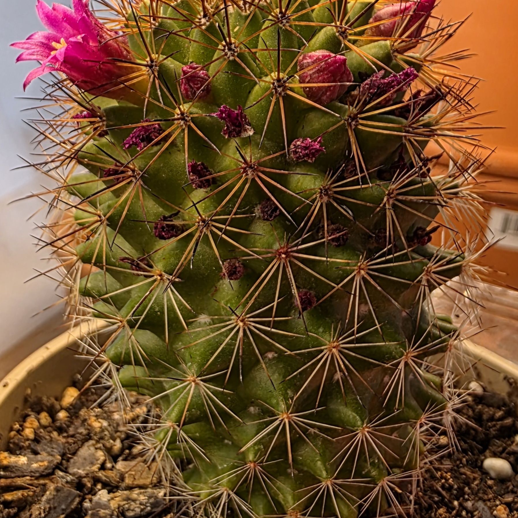 Photo of the plant species Pincushion cactus by @zhadum5000 named Athena on Greg, the plant care app