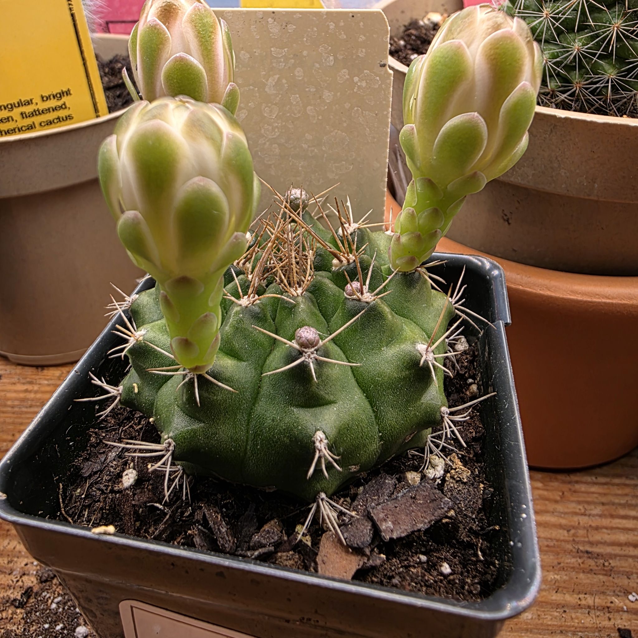 Photo of the plant species Rose Plaid Cactus by @zhadum5000 named Luna on Greg, the plant care app