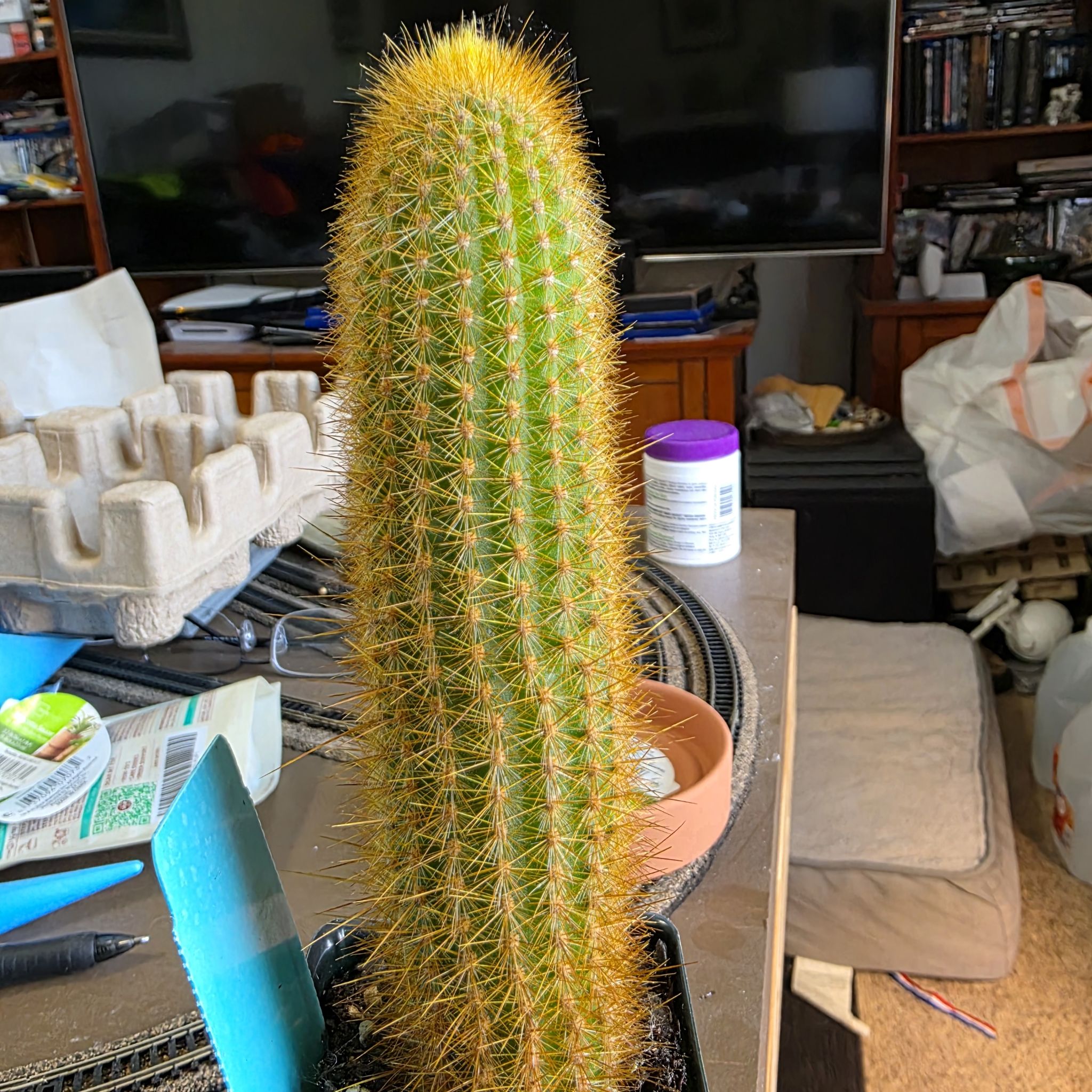 Photo of the plant species Assorted Weberbauerocereus by @zhadum5000 named Kesha on Greg, the plant care app