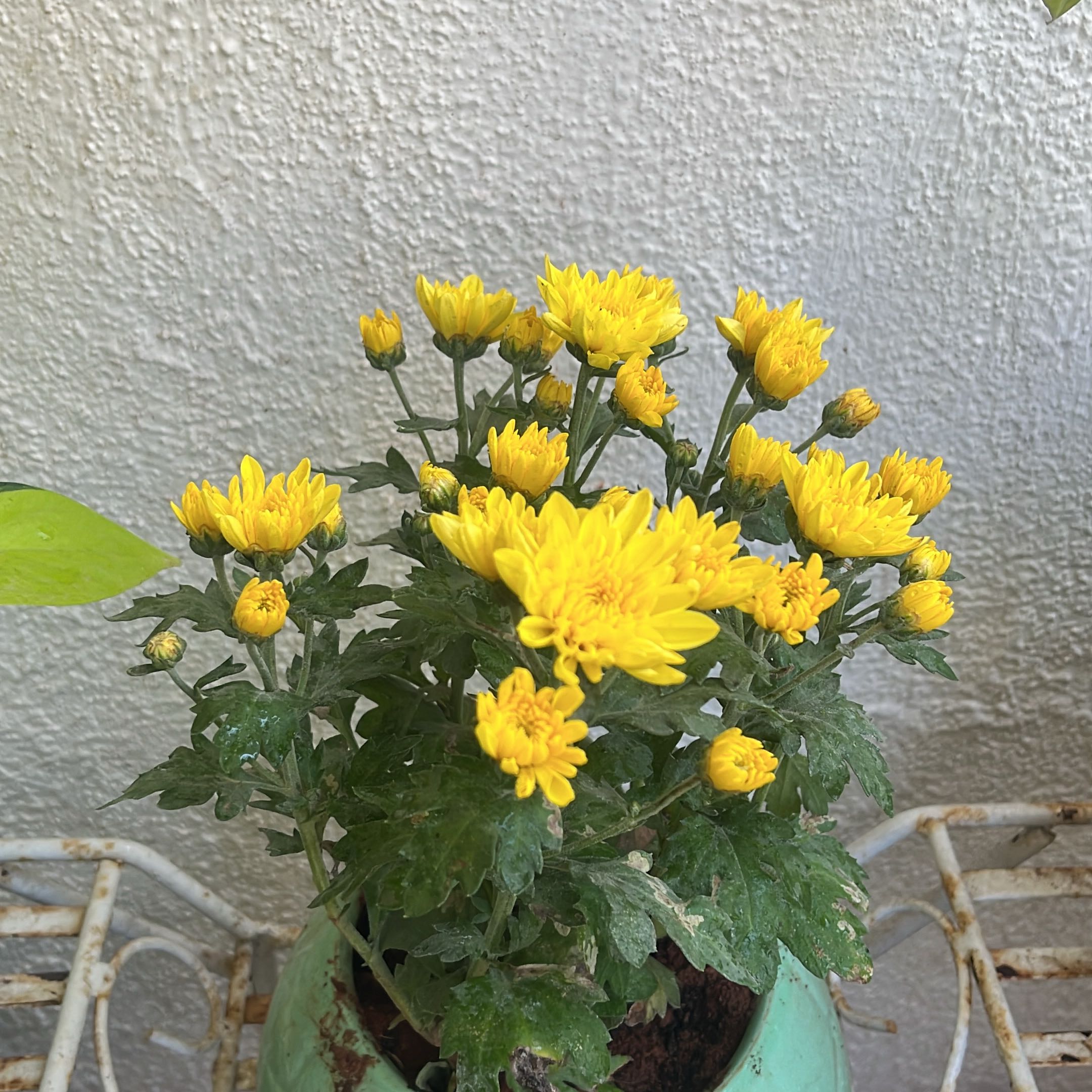 Photo of the plant species Pot Mum 'Chrystal Solar' by @BabyMiro94 named Chrysanthemum on Greg, the plant care app