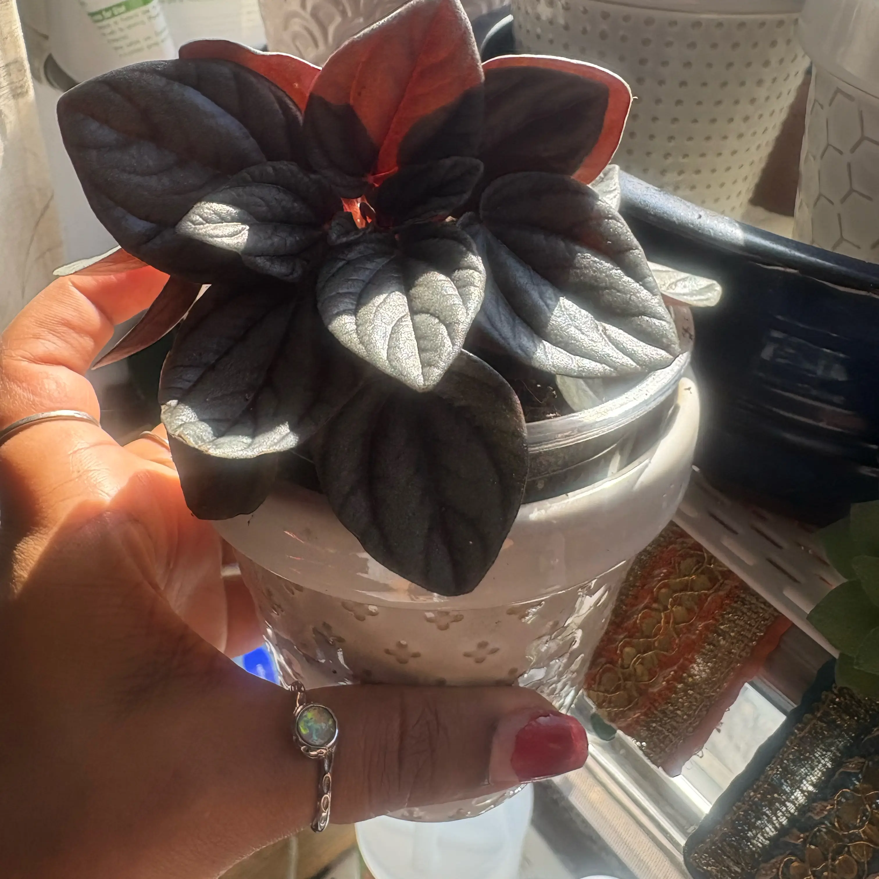 Photo of the plant species Peperomia Sunrise by @Spaceekitten named Sunrise on Greg, the plant care app