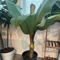Banana plant