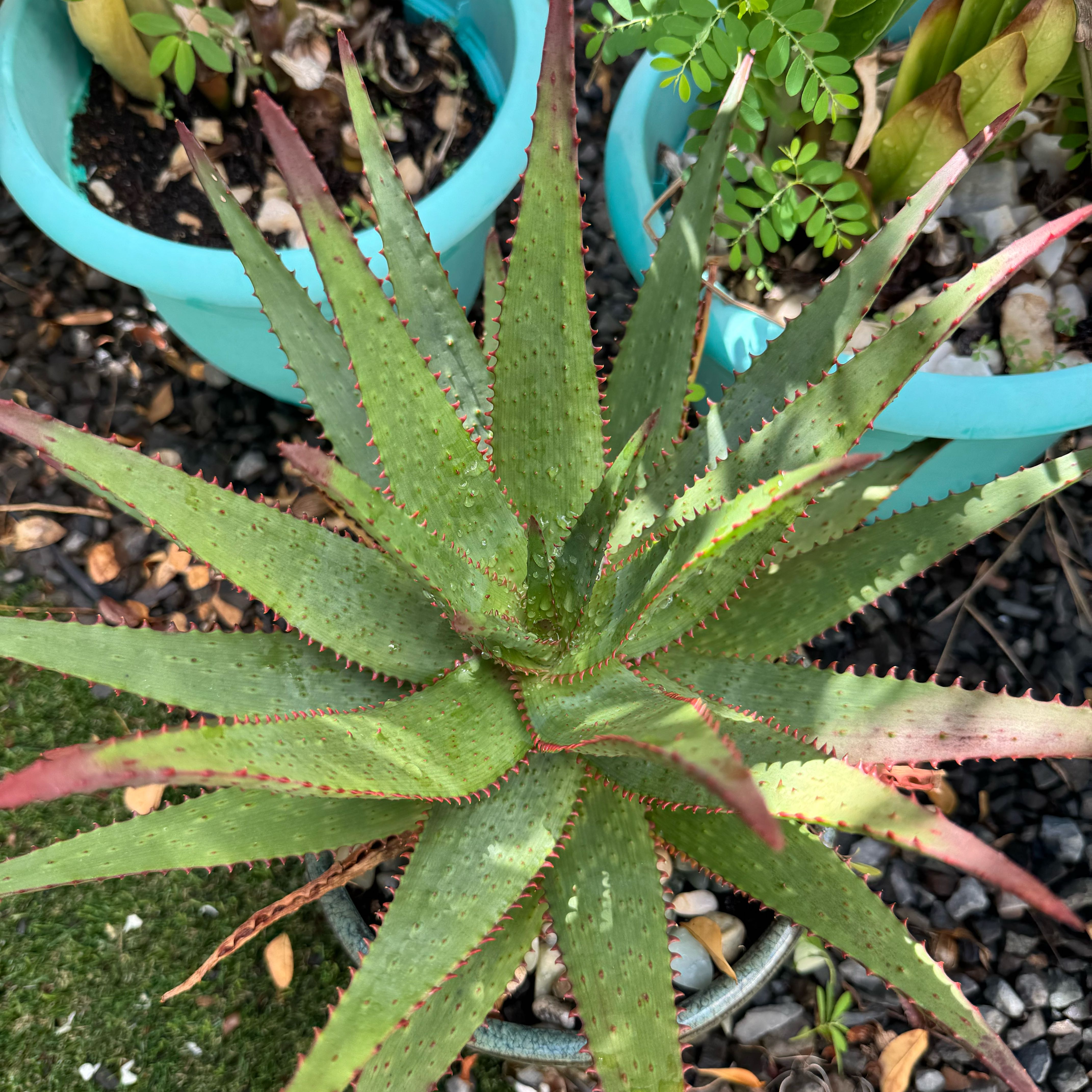 Photo of the plant species Aloe broomii var. broomii by @AbleWandmullein named Rose on Greg, the plant care app