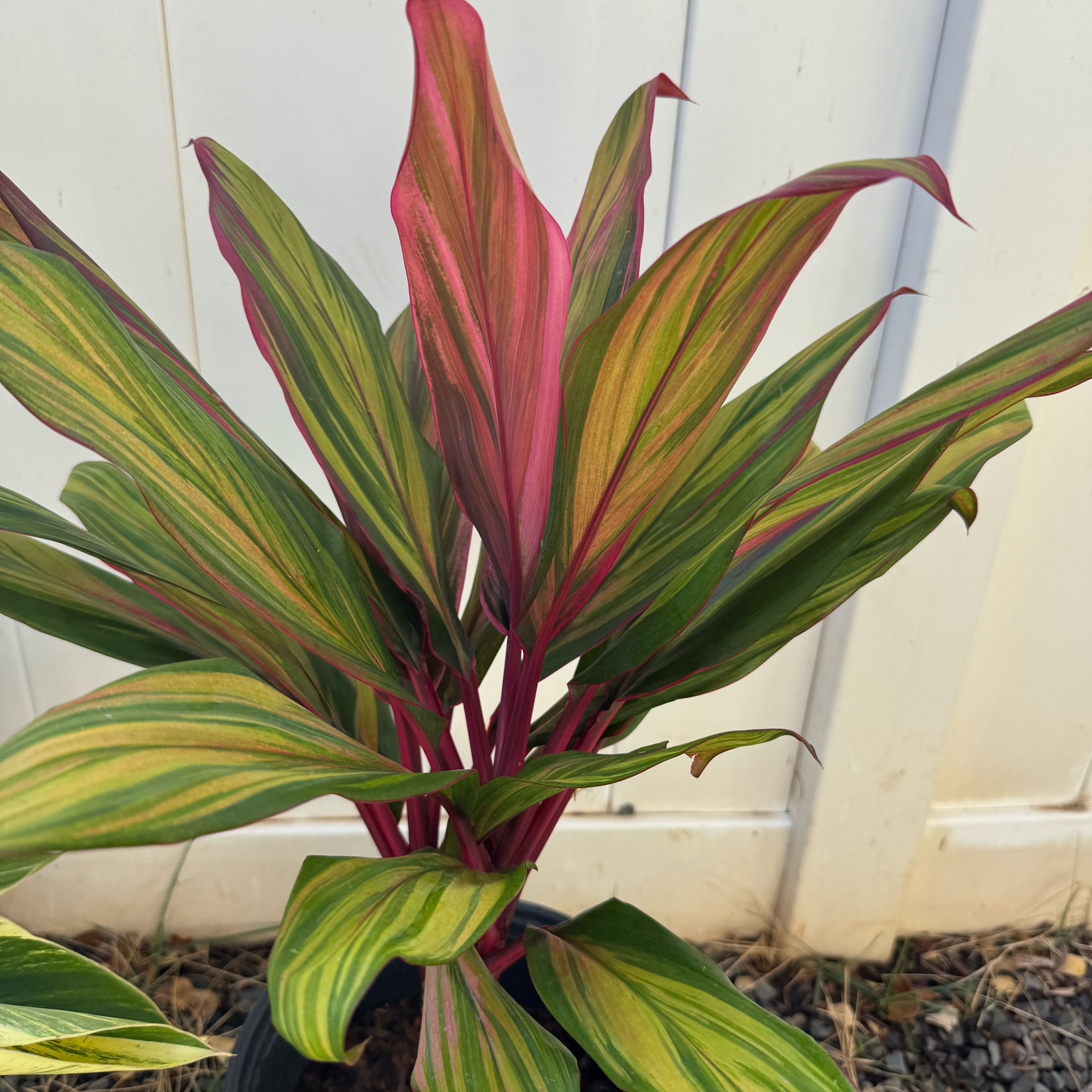 Photo of the plant species Cordyline 'Tricolor' by @AbleWandmullein named Harlequin on Greg, the plant care app