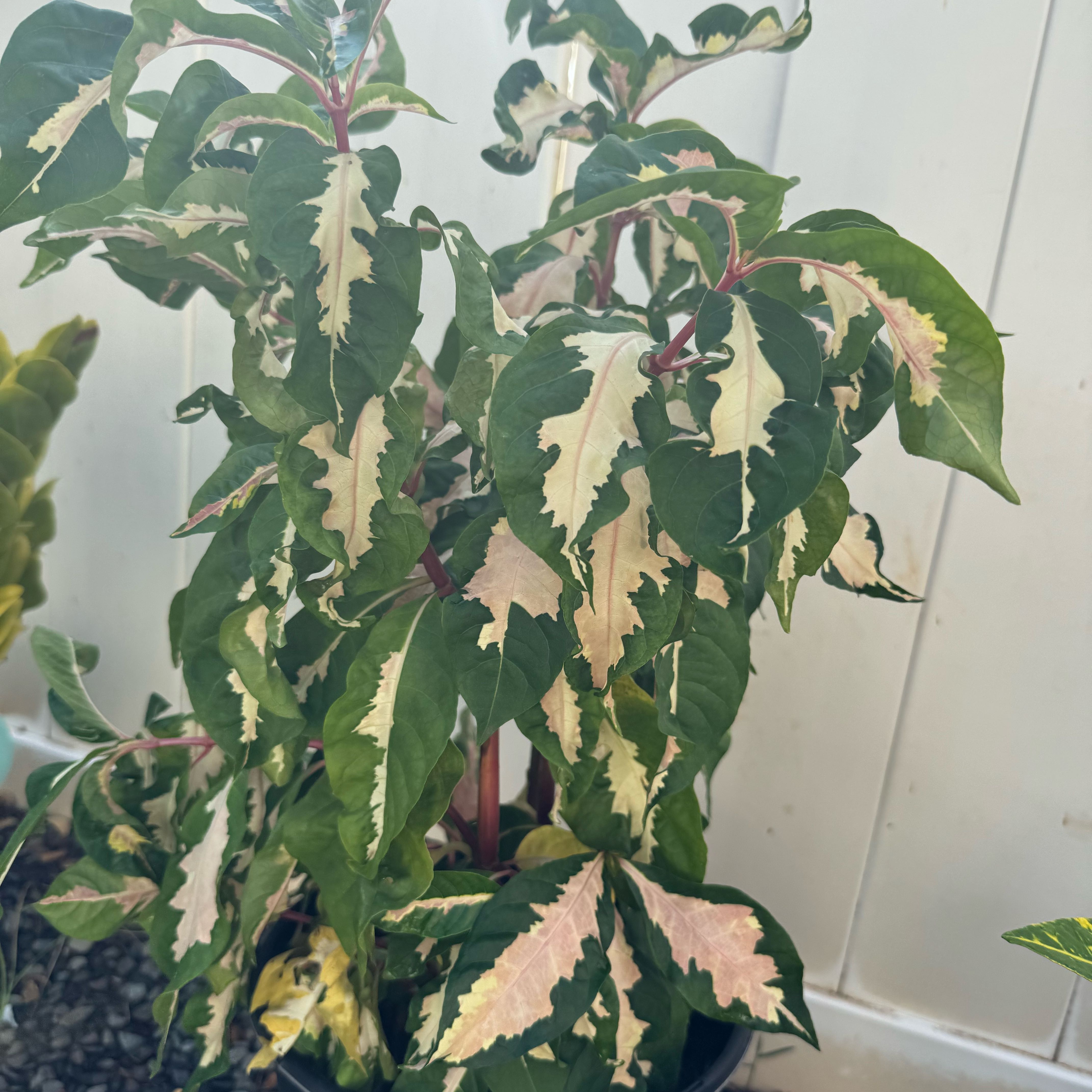 Photo of the plant species Caricature Plant by @AbleWandmullein named Dramalani on Greg, the plant care app