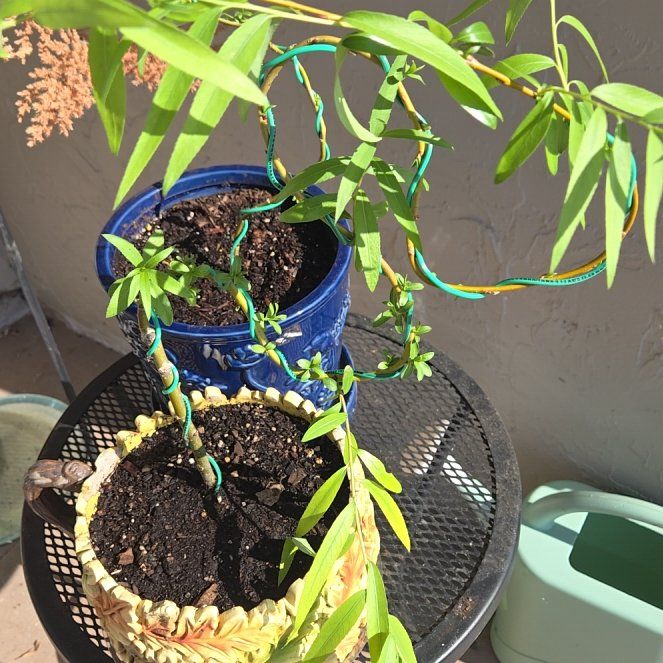 Photo of the plant species Corkscrew Willow by @BlessedTitoki21 named Beyonce on Greg, the plant care app