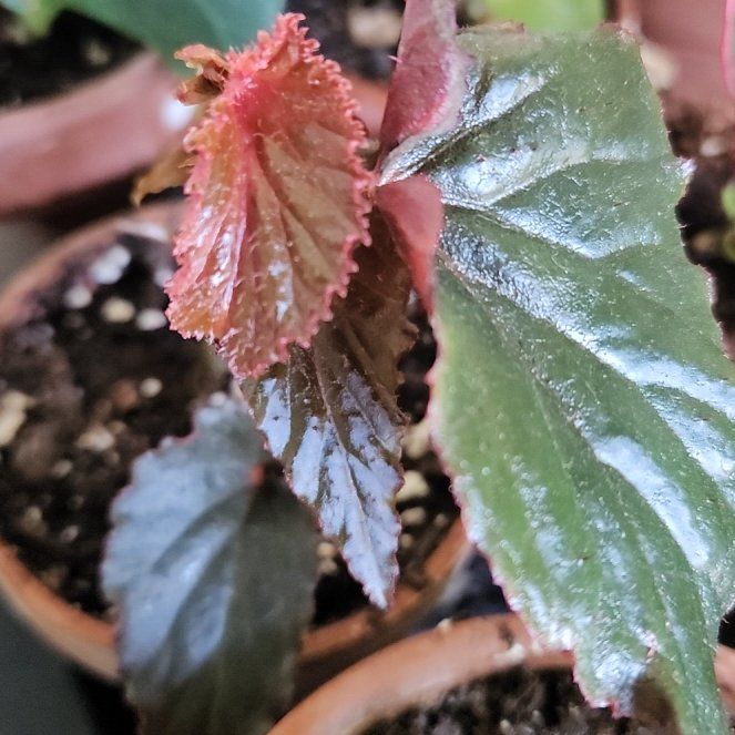 Photo of the plant species Red Cane Begonia by @HeartyOricad named LiloStitch on Greg, the plant care app