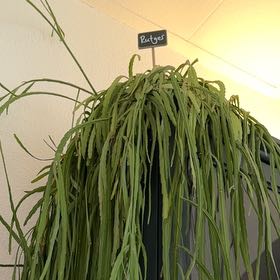 Photo of the plant species Rhipsalis paradoxa by @GymnasticMira89 named Rutger on Greg, the plant care app