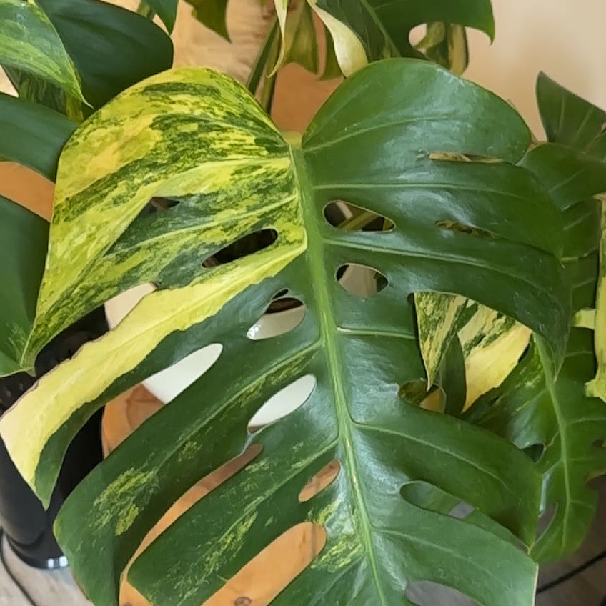 Photo of the plant species Aurea Variegated Mini Monstera by @VirtuousAsarina named Spike Leaves on Greg, the plant care app