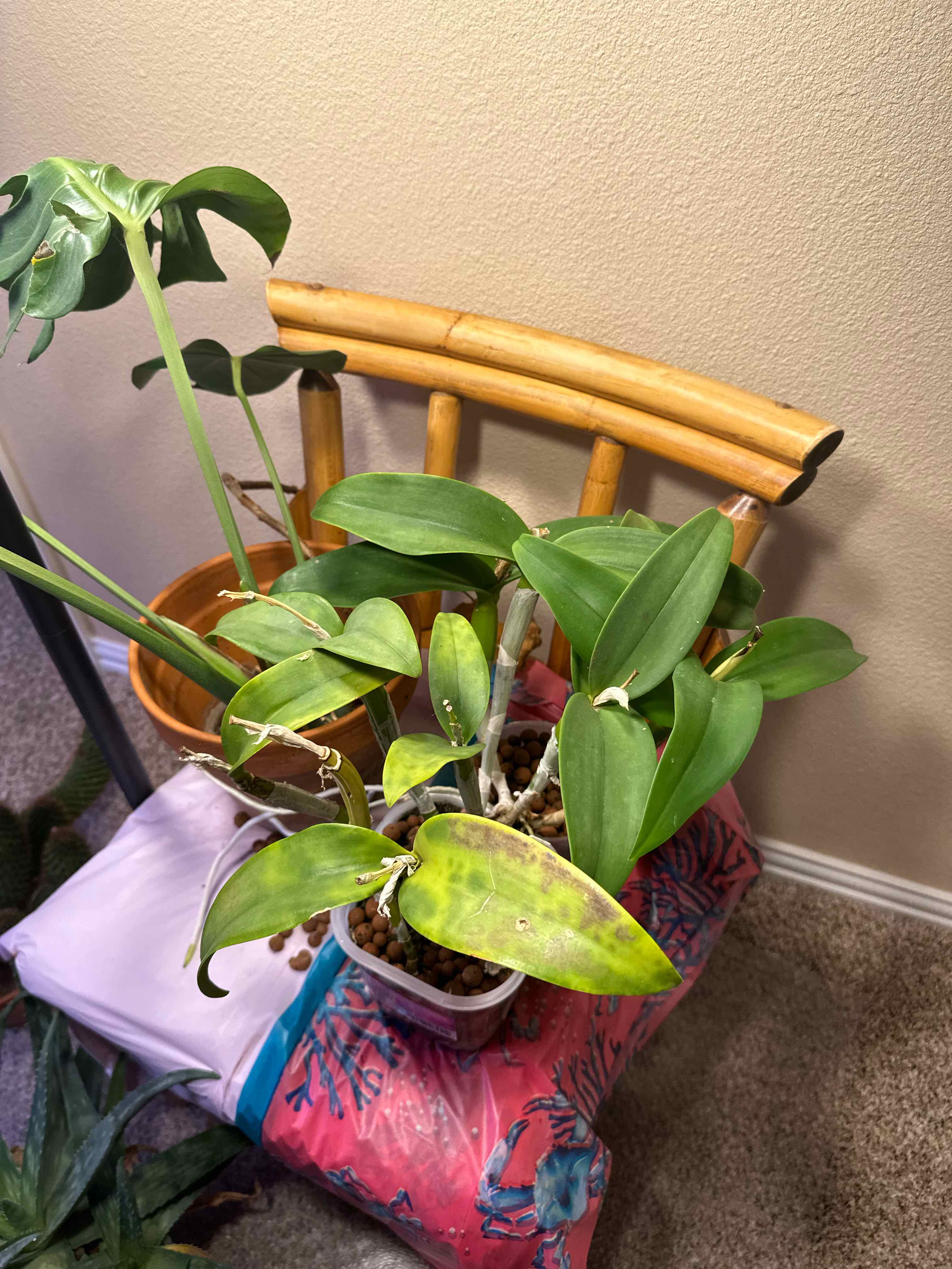Photo of the plant species Cattlianthe chocolate drop by @minka named Cleopatra on Greg, the plant care app