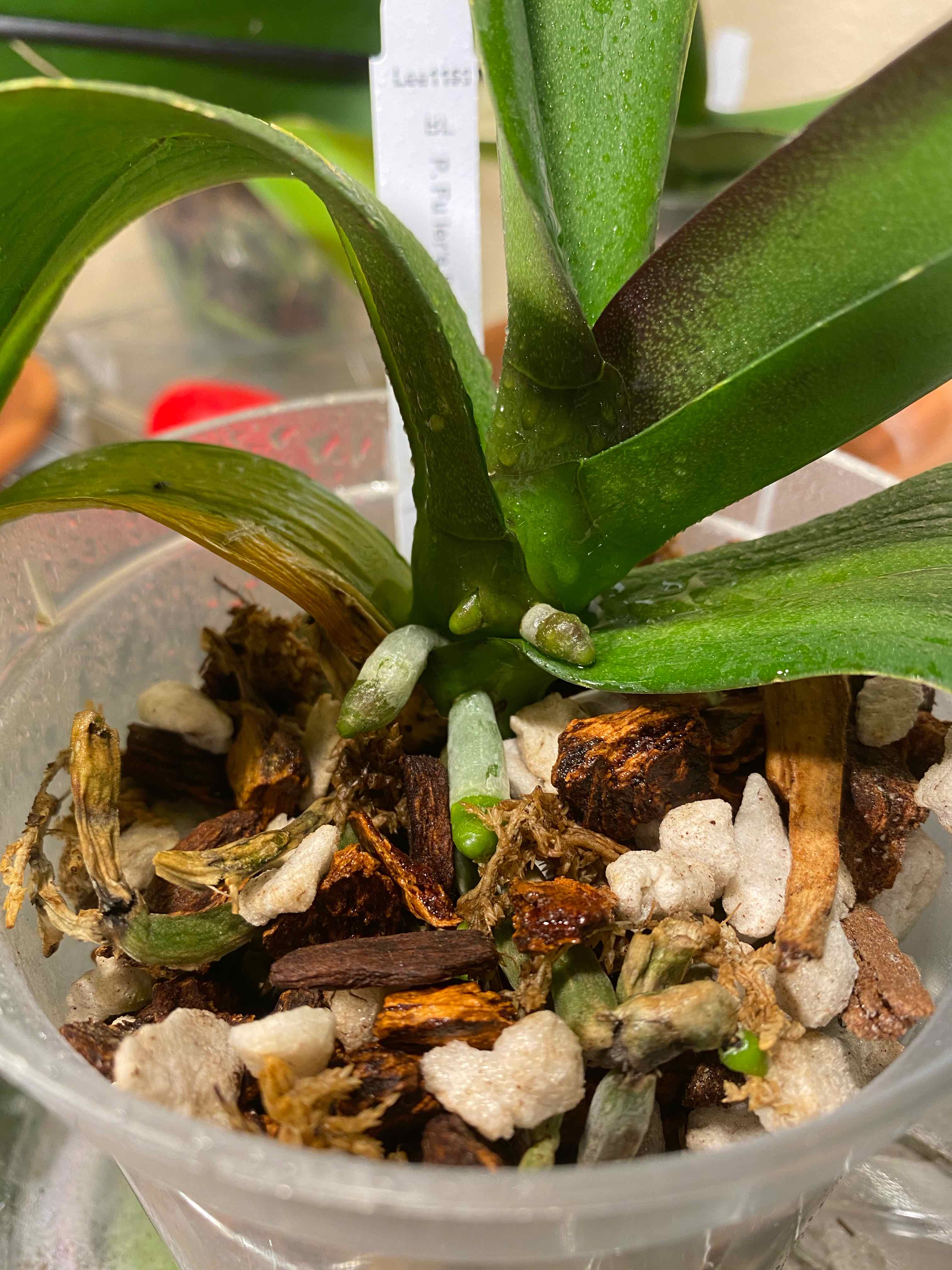 🌀 Why Are My Phalaenopsis Orchid Leaves Curling?