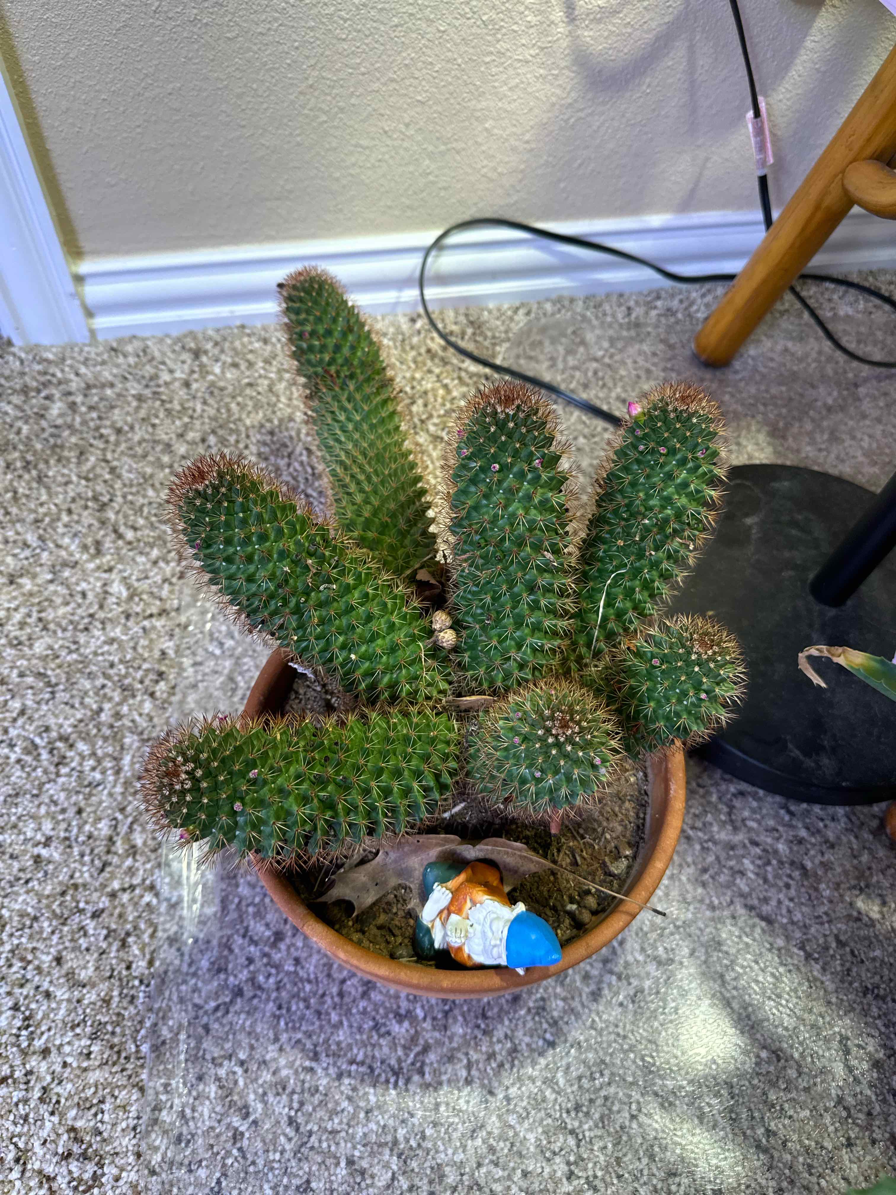Potted Mammillaria backebergiana cactus with multiple stems and a decorative gnome.