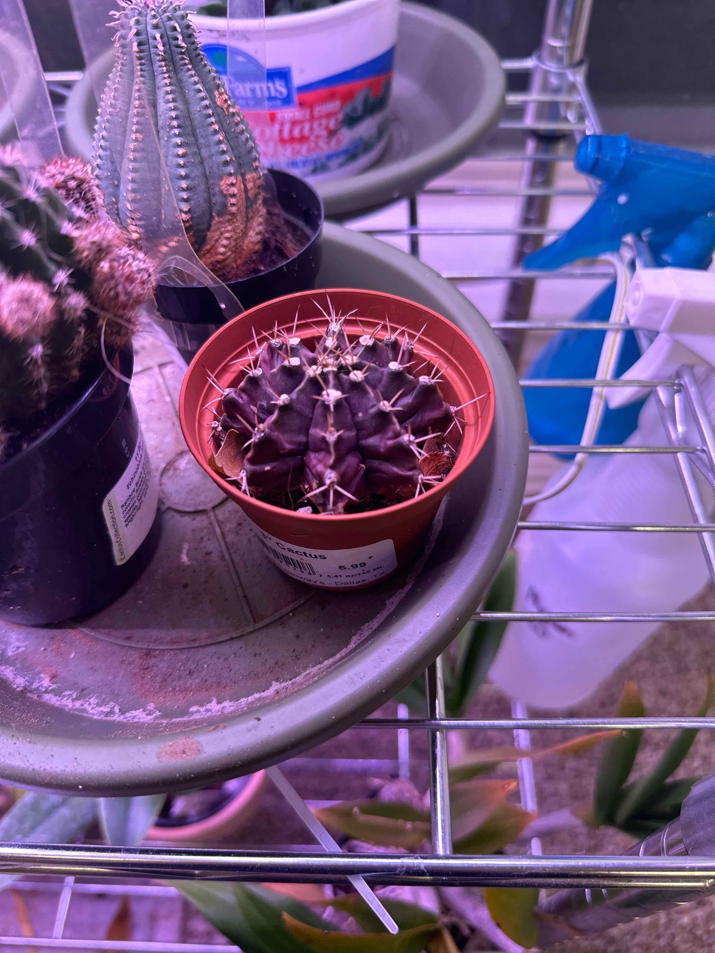 Moon Cactus in a pot on a metal shelf, with other plants and items in the background.