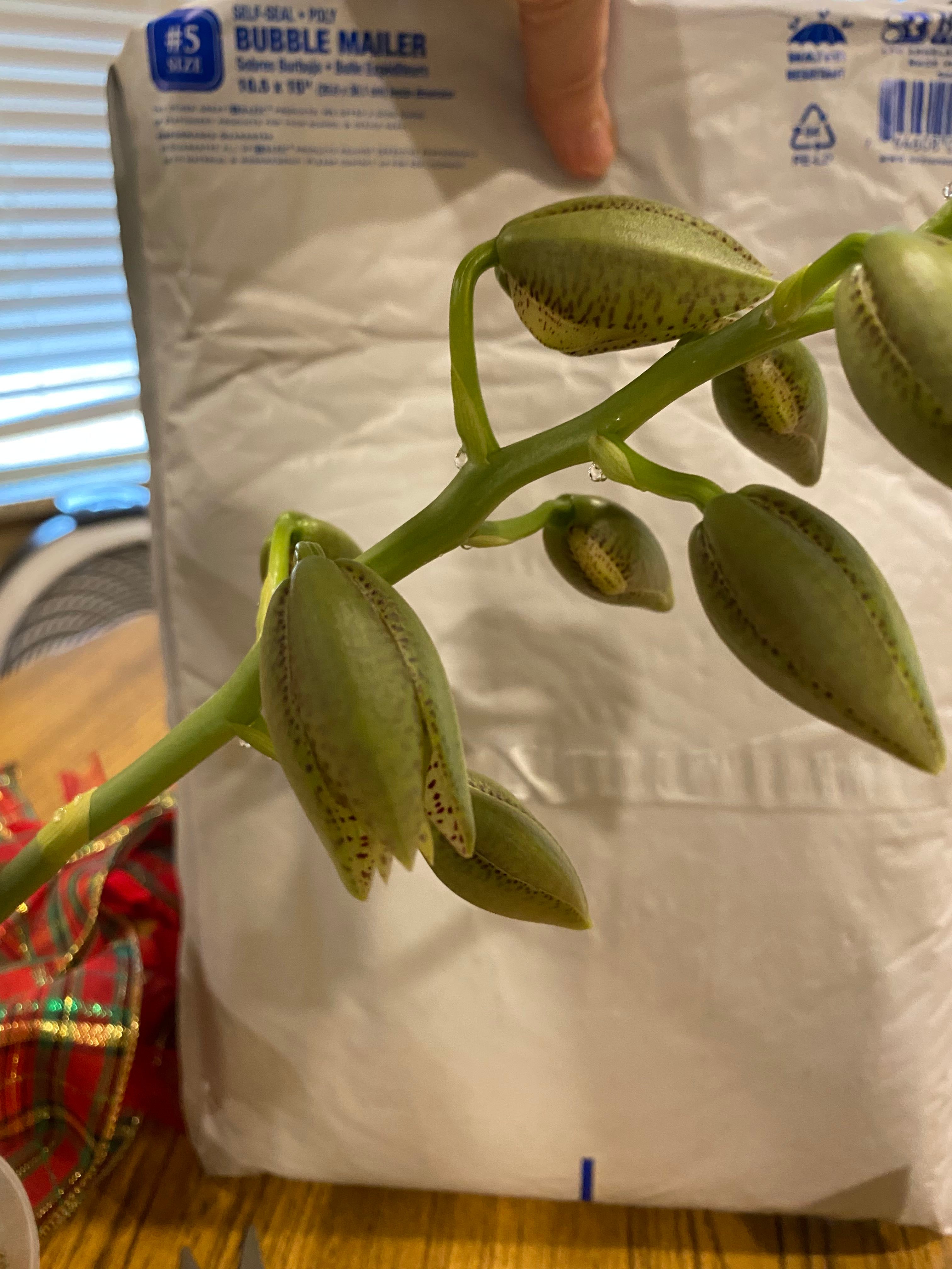 The Complete Catasetum Orchid Plant Care Guide: Water, Light & Beyond