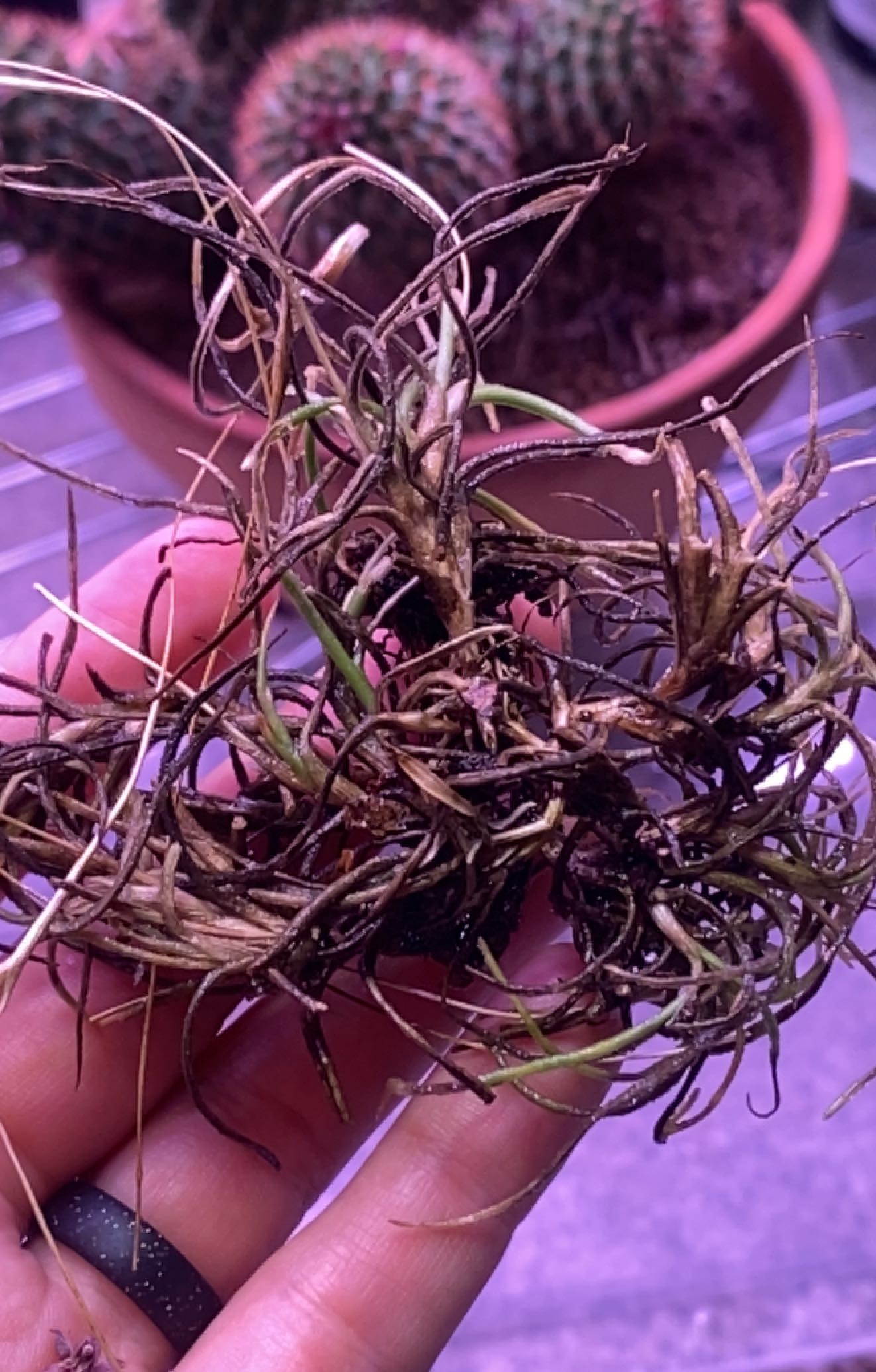 Small Ballmoss plant with significant browning held in hand, cactus in background.