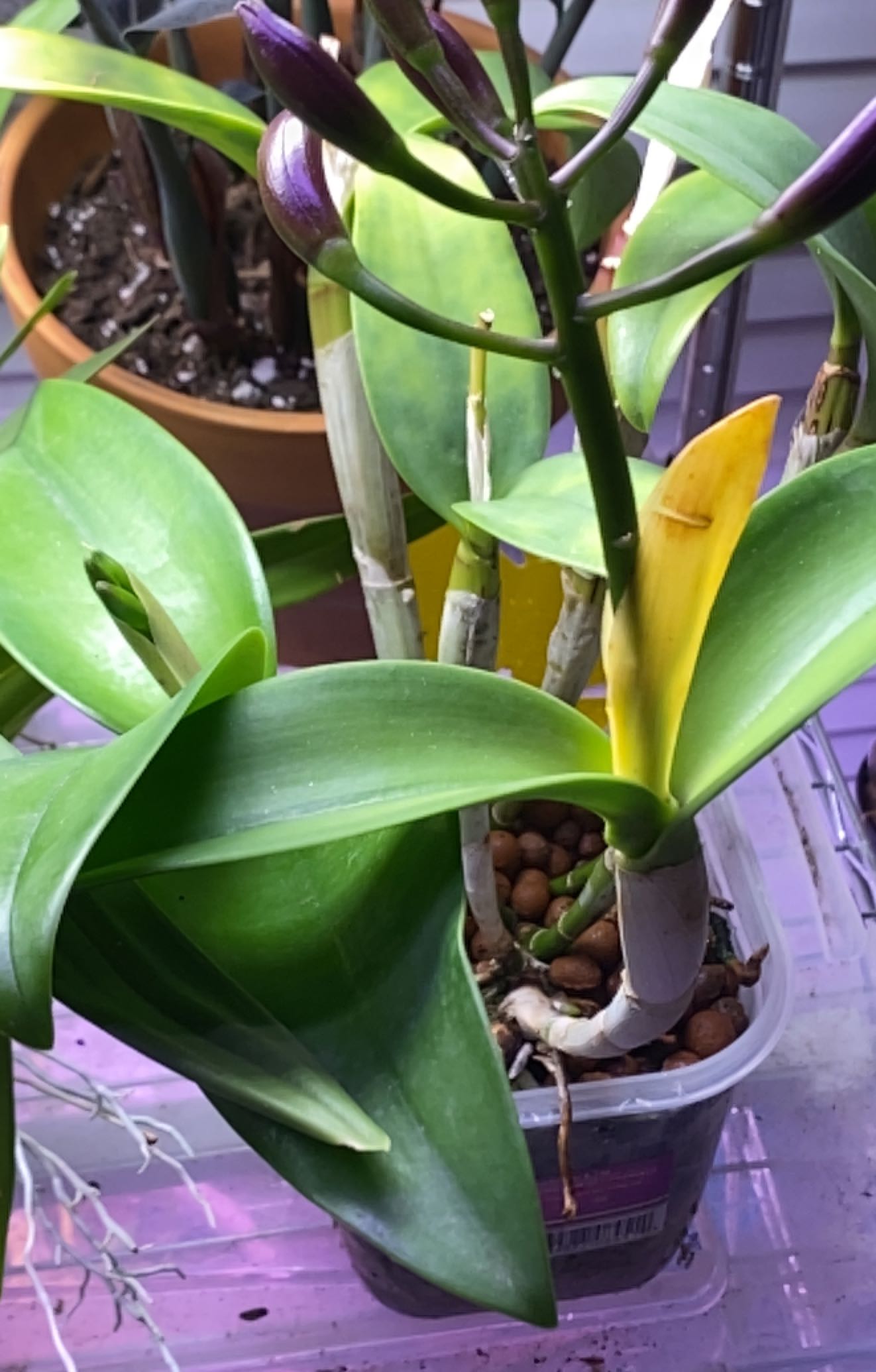 Plant care for Cattlianthe 'Wossner Orange Digger' on Greg, the plant care app
