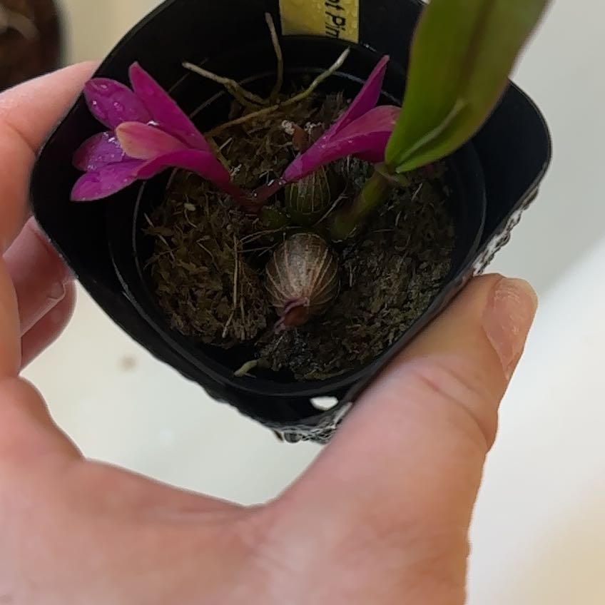 Photo of the plant species Dendrobium lamii by @minka named Dax on Greg, the plant care app