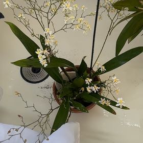 Photo of the plant species Tsiku Marguerite Orchid by @minka named Bella on Greg, the plant care app