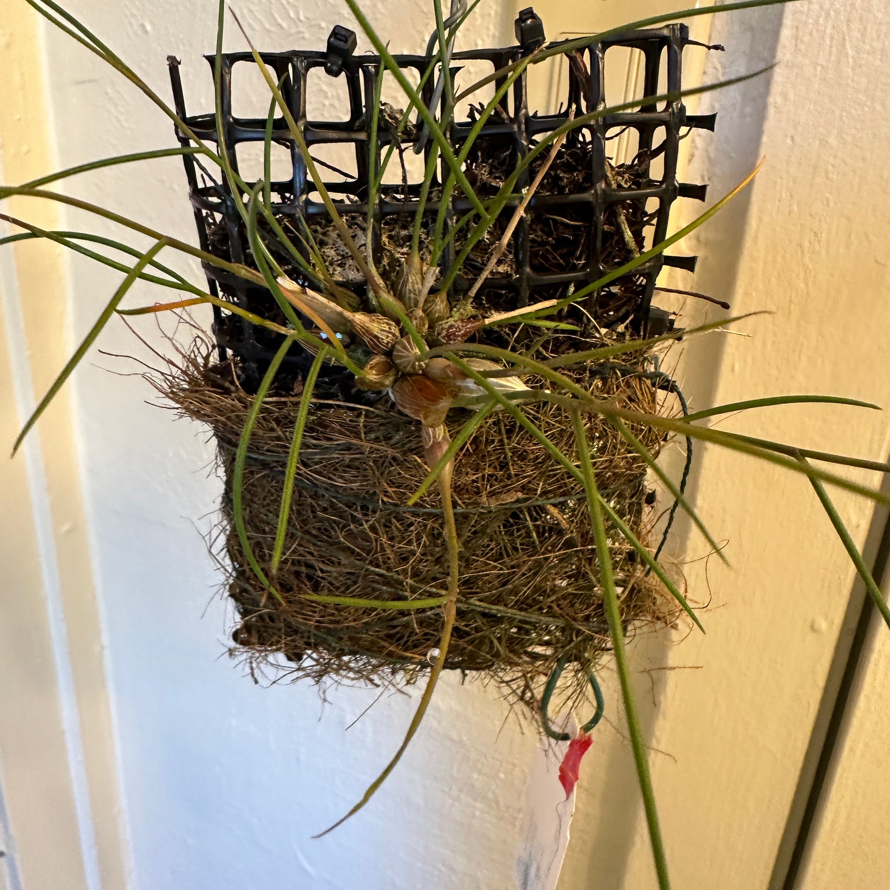 Photo of the plant species Dendrobium tenellum by @minka named Kendall on Greg, the plant care app