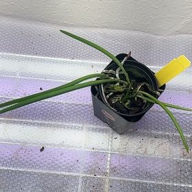 Photo of the plant species Dockrilla by @minka named Harry on Greg, the plant care app