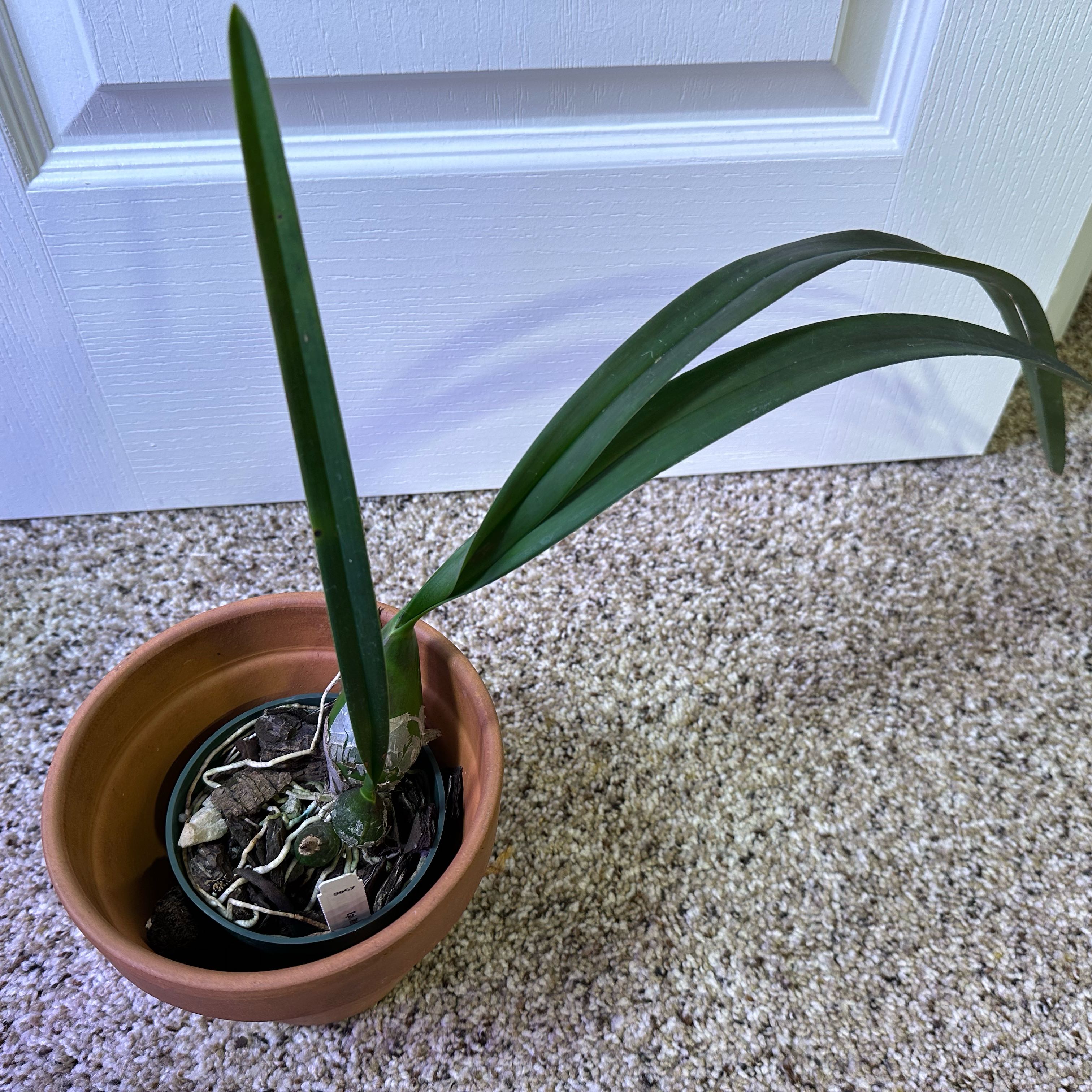 Photo of the plant species Encyclia Rioclarense by @minka named Kardashian on Greg, the plant care app