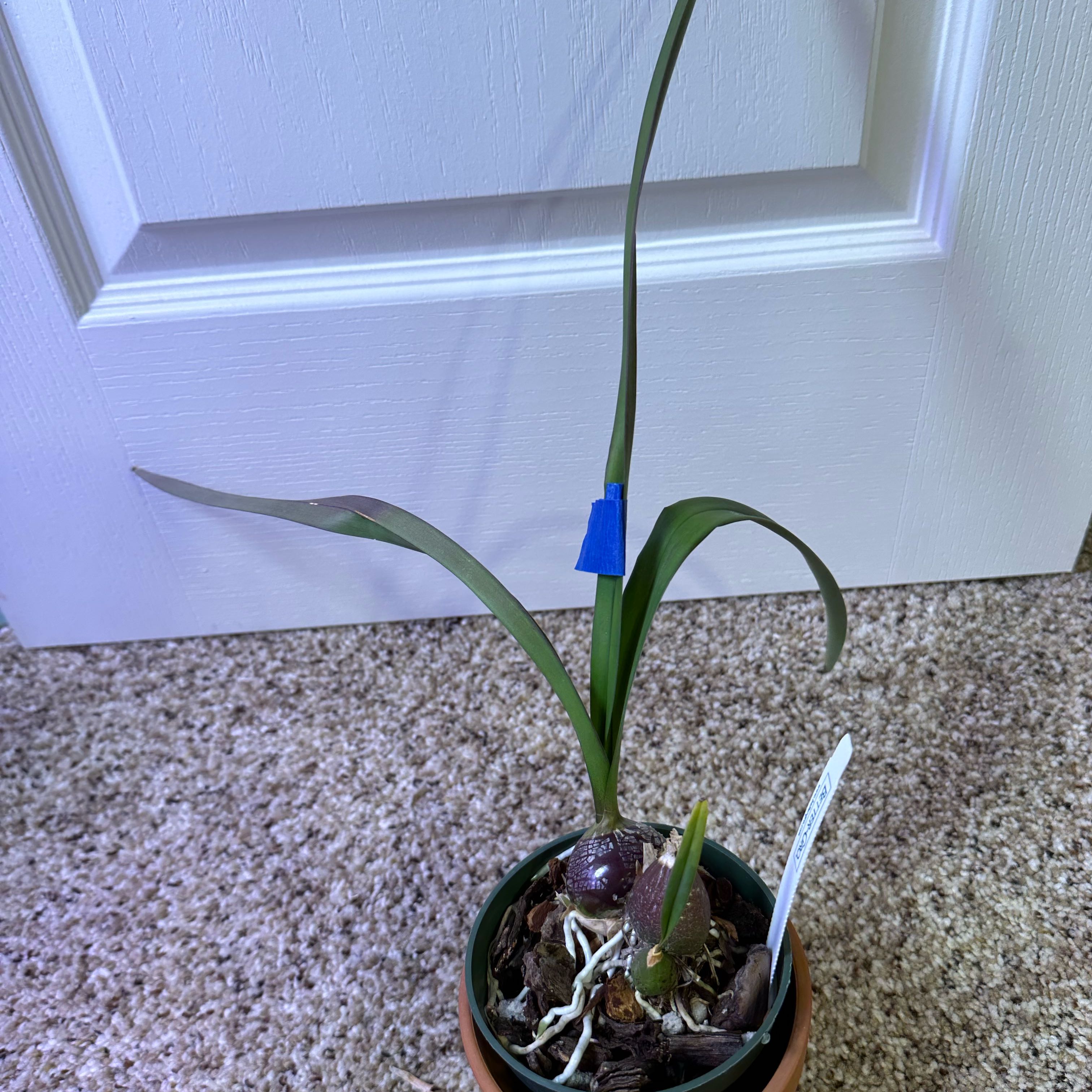 Photo of the plant species Encyclia Rioclarense by @minka named Peter Parker on Greg, the plant care app